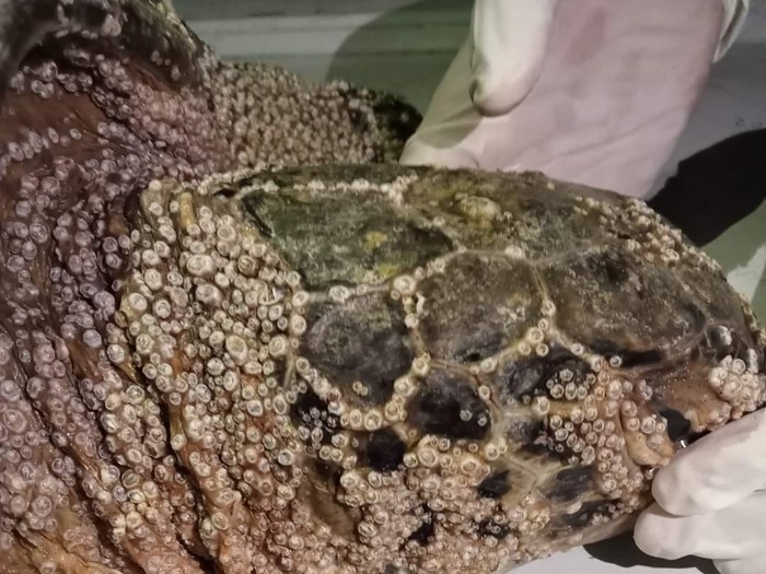 Seekor penyu hijau (Chelonia mydas) yang ditemukan warga di perairan Desa Pangyangan, Kecamatan Pekutatan, Jembrana, akhirnya mati pada Minggu (25/6/2023).