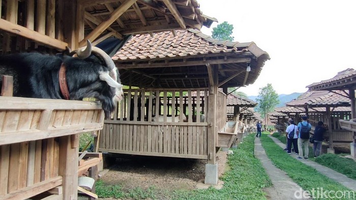 Peternakan domba dan kambing Rajendra Farm di Ngargosari, Kapanewon Samigaluh, Kulon Progo, belum lama ini. Peternakan ini rutin menerima pesanan hewan kurban muslim di Singapura. Foto diunggah pada Minggu (25/6/2023).