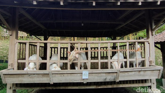 Peternakan domba dan kambing Rajendra Farm di Ngargosari, Kapanewon Samigaluh, Kulon Progo, belum lama ini. Peternakan ini rutin menerima pesanan hewan kurban muslim di Singapura. Foto diunggah pada Minggu (25/6/2023).