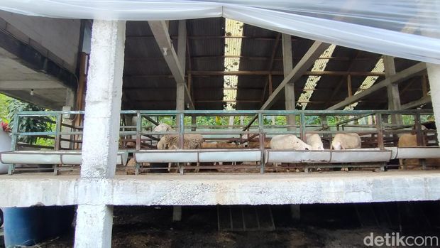 Peternakan domba dan kambing Rajendra Farm di Ngargosari, Kapanewon Samigaluh, Kulon Progo, belum lama ini. Peternakan ini rutin menerima pesanan hewan kurban muslim di Singapura. Foto diunggah pada Minggu (25/6/2023).