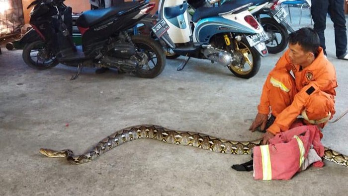 Warga dan pengendara yang melintas di Jalan Gandawijaya, Kota Cimahi, Minggu (25/6/2023), dibikin geger lantaran seekor ular sanca berukuran cukup besar mejeng di pohon.