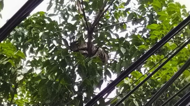 Warga dan pengendara yang melintas di Jalan Gandawijaya, Kota Cimahi, Minggu (25/6/2023), dibikin geger lantaran seekor ular sanca berukuran cukup besar mejeng di pohon.
