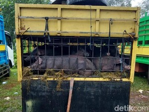 Sengkarut Kasus Virus ASF di Torut: 198 Babi Ditahan-Satgas Diancam Preman