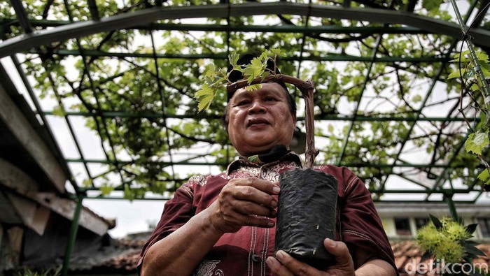 Asri dan Sejuknya MTS Jakarta Pusat Seorang guru menunjukkan tanaman di MTS Jakarta Pusat, Senin (26/6/2023). Konsep go green telah diterapkan di MTS Jakarta Pusat. Selain asri, konsep ini juga untuk memberikan kesejukan di lingkungan sekolah.