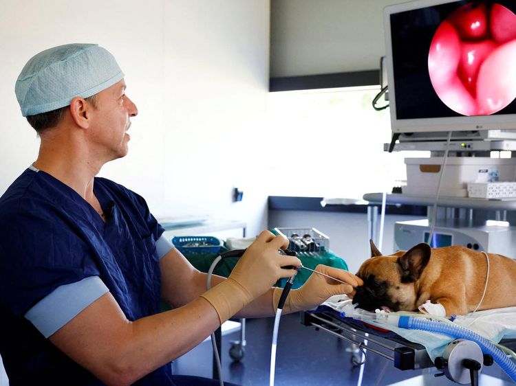 Bulldog dengan Masalah Pernapasan Berhasil Dioperasi, Begini Momennya