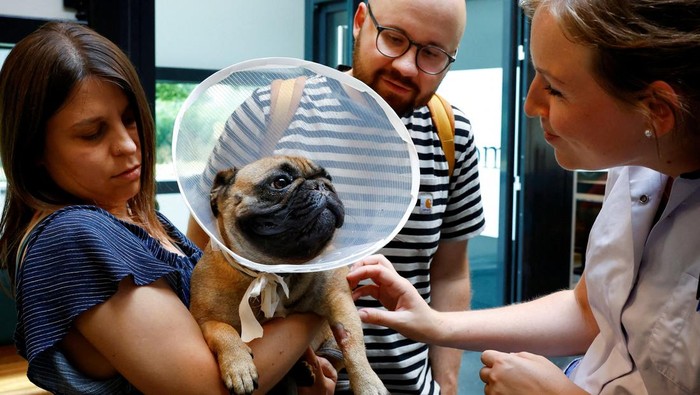 French bulldog Abby is being prepared for surgery for her breathing problems while the Dutch government proposes a law banning the possession of cats and dogs with characteristics such as too-short snouts which animal rights activists say are cruel in Utrecht, Netherlands June 20, 2023. REUTERS/Piroschka van de Wouw