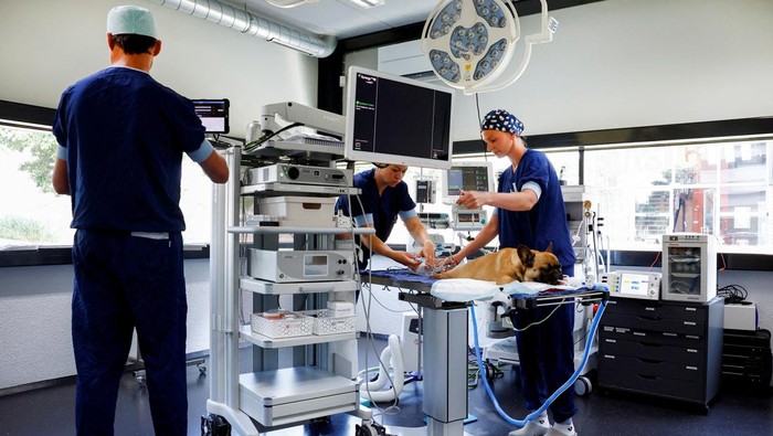 French bulldog Abby is being prepared for surgery for her breathing problems while the Dutch government proposes a law banning the possession of cats and dogs with characteristics such as too-short snouts which animal rights activists say are cruel in Utrecht, Netherlands June 20, 2023. REUTERS/Piroschka van de Wouw