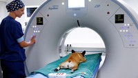 Bulldog Prancis bernama Abby menjalani CT-scan untuk masalah pernapasannya di Utrecht, Belanda, Selasa (20/6/2023).