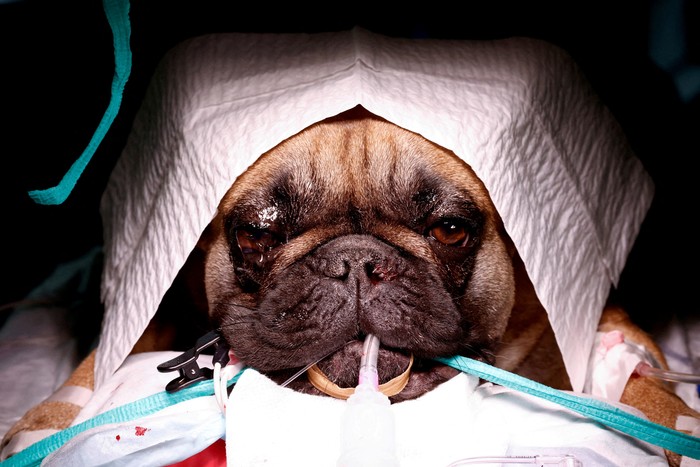 French bulldog Abby is being prepared for surgery for her breathing problems while the Dutch government proposes a law banning the possession of cats and dogs with characteristics such as too-short snouts which animal rights activists say are cruel in Utrecht, Netherlands June 20, 2023. REUTERS/Piroschka van de Wouw