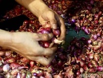 Petani Bawang Merah Pati Sambat Merugi gegara Harga Anjlok
