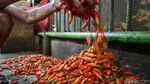 Harga Cabai Rawit Makin Pedas Jelang Idul Adha, Tembus Rp 50 Ribu per Kg