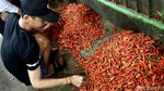 Harga Cabai Rawit Makin Pedas Jelang Idul Adha, Tembus Rp 50 Ribu per Kg