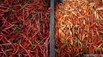 Harga Cabai Rawit Makin Pedas Jelang Idul Adha, Tembus Rp 50 Ribu per Kg
