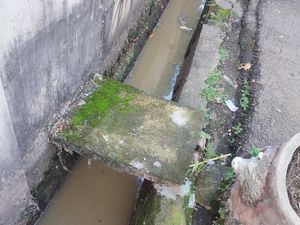 Kotoran Sapi Cemari Lingkungan di Pancoran, Warga Keluhkan Gatal-gatal