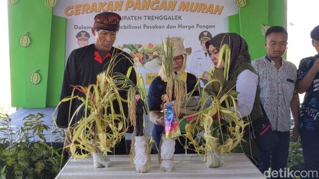 labuh panen manten pari trenggalek