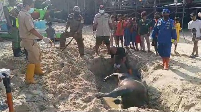 Warga di Balikpapan, Kalimantan Timur (Kaltim) digegerkan dengan penemuan 3 ekor bangkai sapi di Pantai Klandasan Ulu.