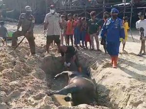 Misteri Penyebab 3 Sapi Mati Mengambang di Pantai Klandasan Ulu Balikpapan