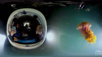 Mereka juga akan sering melihat pemandangan hewan unik di laut dalam. Foto: Ocean Gate