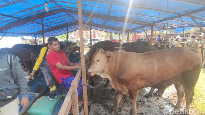 Pemeriksaan pedagang hewan kurban di Jolotundo, Kota Semarang, Senin (26/6/2023).