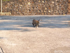 Kawanan Monyet Teror Warga Bulu Sukoharjo, Sering Jarah Jajanan di Warung