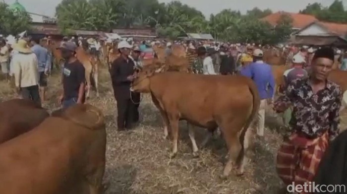 penjualan hewan ternak bangkalan laris manis