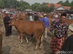 Penjualan Sapi di Bangkalan Jelang Idul Adha Laris Manis