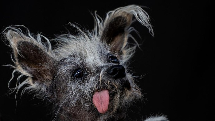 Potret Scooter, Pemenang Kontes Anjing Terjelek di Dunia Linda Elmquist, holds her dog Scooter after winning the annual World's Ugliest Dog Contest at the Sonoma-Marin Fair in Petaluma, California U.S., June 23, 2023. REUTERS/Carlos Barria TPX IMAGES OF THE DAY