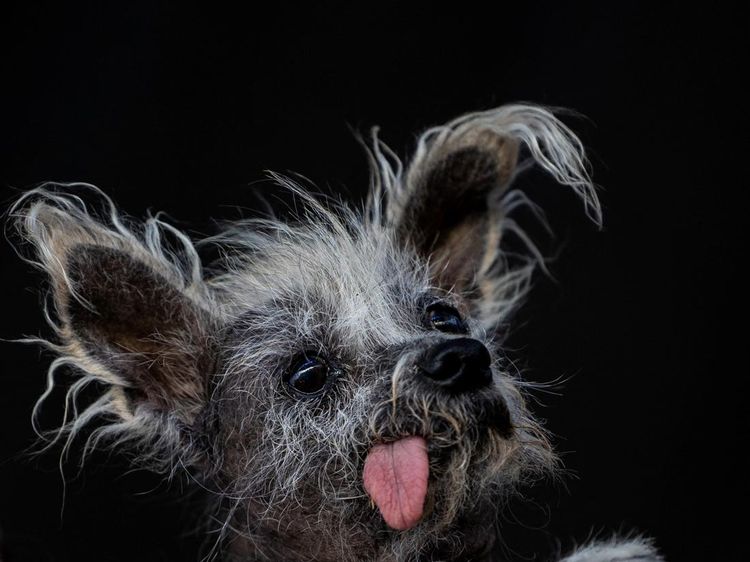 Ini Potret Anjing Terjelek di Dunia, Kamu Setuju?