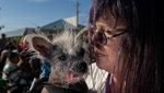 Potret Scooter, Pemenang Kontes Anjing Terjelek di Dunia