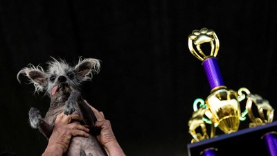 Potret Scooter, Pemenang Kontes Anjing Terjelek di Dunia