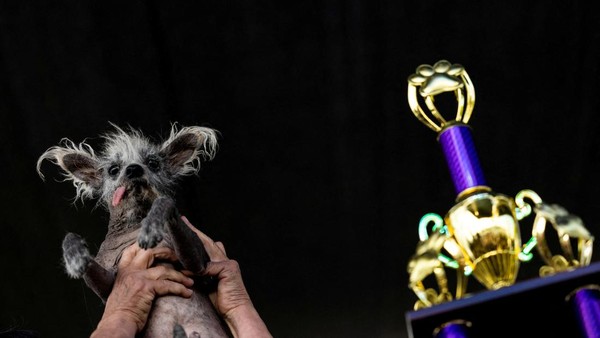 Potret Scooter, Pemenang Kontes Anjing Terjelek di Dunia