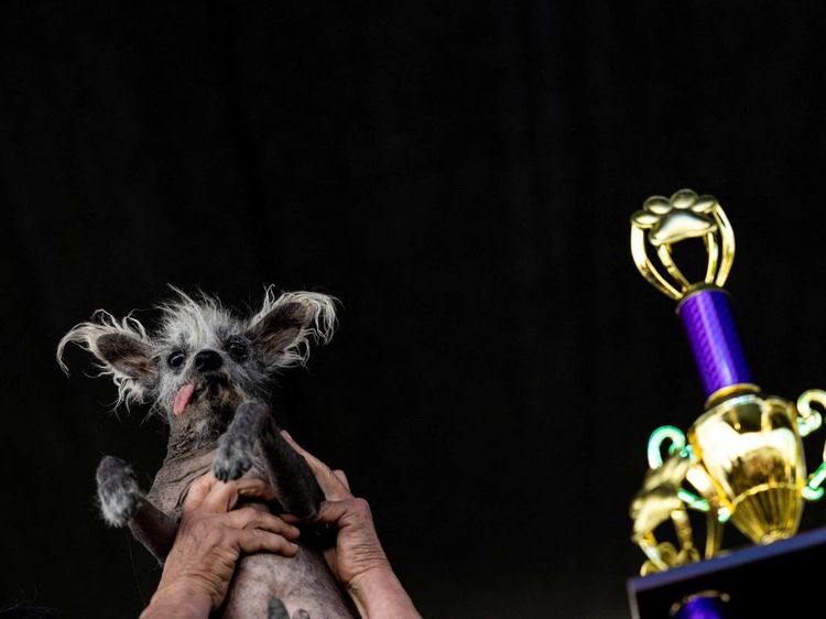 Potret Scooter, Pemenang Kontes Anjing Terjelek di Dunia