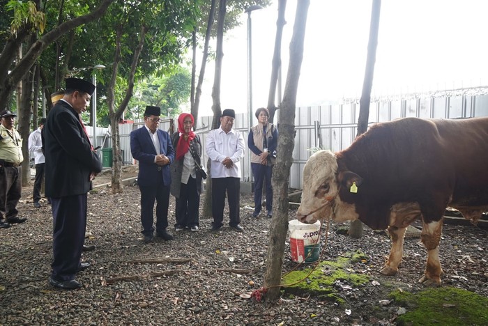 sapi kurban Menag