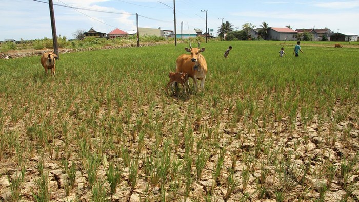 Sejumlah bocah melintas di area persawahan yang mengering di Desa Pajukukang, Kabupaten Maros, Sulawesi Selatan, Minggu (25/6/2023). Sebagian petani di daerah itu tak lagi merawat tanaman padinya karena mengalami puso akibat terdampak kekeringan saat musim kemarau. ANTARA FOTO/Arnas Padda/foc.