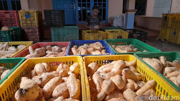 Ubi Cilembu Sumedang.