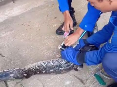 Ular jenis sowo kembang sepanjang 3,2 meter dievakuasi Tim Damkar Kabupaten Magelang di Desa Banyusari, Kecamatan Grabag, Kabupaten Magelang, Senin (26/6/2023) pagi.