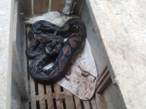 Hiii! Ular Sowo Kembang 3,2 Meter Ngumpet di Kandang Ayam Banyusari Magelang