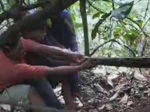 Penampakan Ngeri Ular Piton 7 Meter Dibunuh Warga gegara Mangsa Babi di Bone