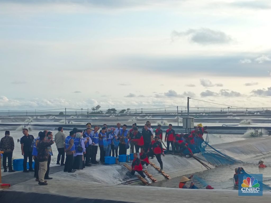 Wakil Presiden Republik Indonesia Ma'ruf Amin bersama Menteri Kelautan dan Perikanan Sakti Wahyu Trenggono melakukan panen raya siklus 1 di tambak Budidaya Udang Berbasis Kawasan (BUBK) Kebumen, Jawa Tengah pada hari ini, Senin (26/6/2023). (CNBC Indonesia/Martyasari)