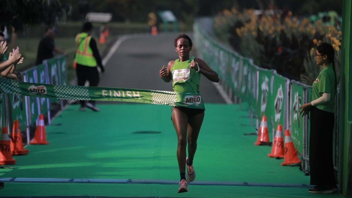 3.500 Orang Ikuti Lomba Lari di Kebun Raya Bogor Milo Activ Indonesia Race Bogor diikuti sebanyak 3.500 peserta pada Minggu (25/6) kemarin. Acara ini turut dihadiri Presiden Jokowi.
