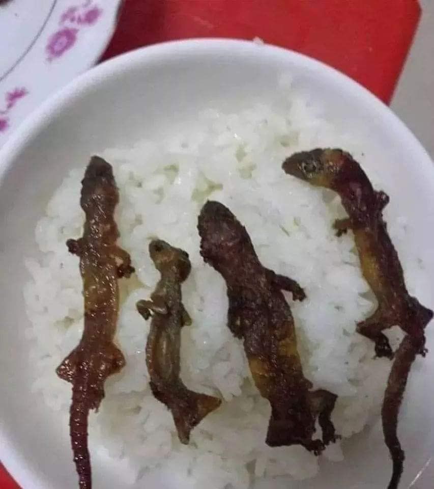 5 Makanan Pakai Bahan di Luar Nalar! Tumis Batu Pedas hingga Rice Bowl Cicak