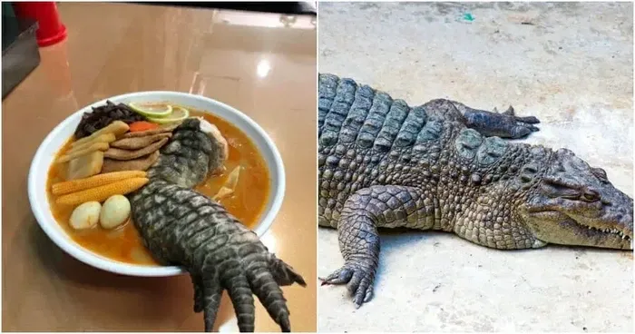5 Makanan Pakai Bahan di Luar Nalar! Tumis Batu Pedas hingga Rice Bowl Cicak