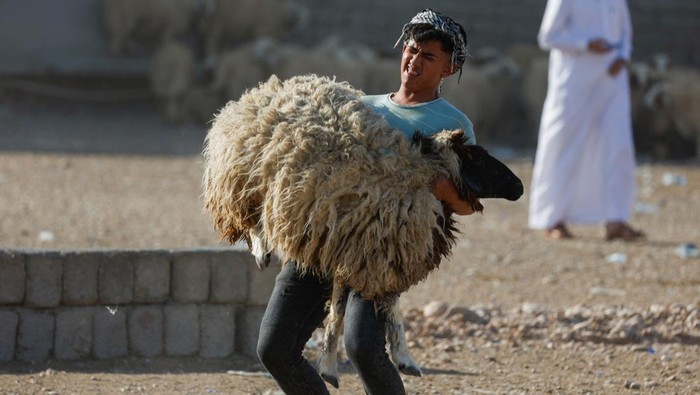 An Iraqi boy carries a sacrificial sheep, after purchasing it from a livestock market, ahead of the Eid al-Adha festival, in Mosul, Iraq June 27, 2023. REUTERS/Khalid Al-Mousily
