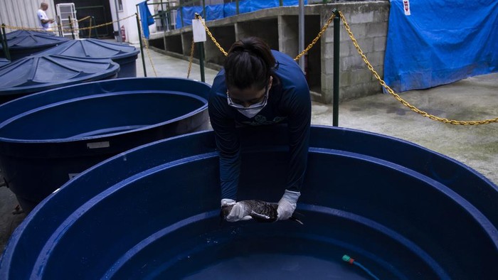 Veterinarian Mariana Cadena, left, and zookeeper and biologist Fernanda Short collect blood from a Sula Leucogaster bird that is in the first stage of quarantine as it is investigated for bird flu at the Santa Ursula University Marine Animal Rehabilitation Center, in Rio de Janeiro, Brazil, Monday, June 26, 2023. Brazil’s Agriculture Ministry has confirmed nearly 50 cases of bird flu in wild animals since a first infection was detected on May 15. (AP Photo/Bruna Prado)