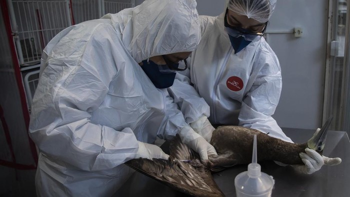Veterinarian Mariana Cadena, left, and zookeeper and biologist Fernanda Short collect blood from a Sula Leucogaster bird that is in the first stage of quarantine as it is investigated for bird flu at the Santa Ursula University Marine Animal Rehabilitation Center, in Rio de Janeiro, Brazil, Monday, June 26, 2023. Brazil’s Agriculture Ministry has confirmed nearly 50 cases of bird flu in wild animals since a first infection was detected on May 15. (AP Photo/Bruna Prado)
