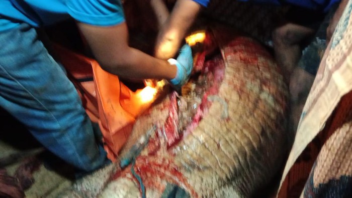 Buaya 6 meter mangsa pencari siput di Kutai Timur, Kalimantan Timur (Kaltim).