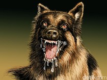 Gelisah dan Mengigau Seusai Digigit Anjing Rabies, Bocah 6 Tahun Tewas