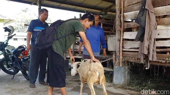 Irfan, tukang cilok yang beli hewan kurban pakai koin