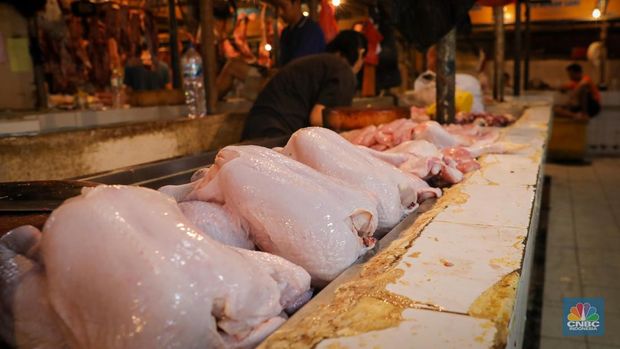 Menjelang hari raya Idul Adha, harga daging ayam di Pasar Senen mengalami peningkatan dalam dua bulan terakhir. (CNBC Indonesia/Faisal Rahman)