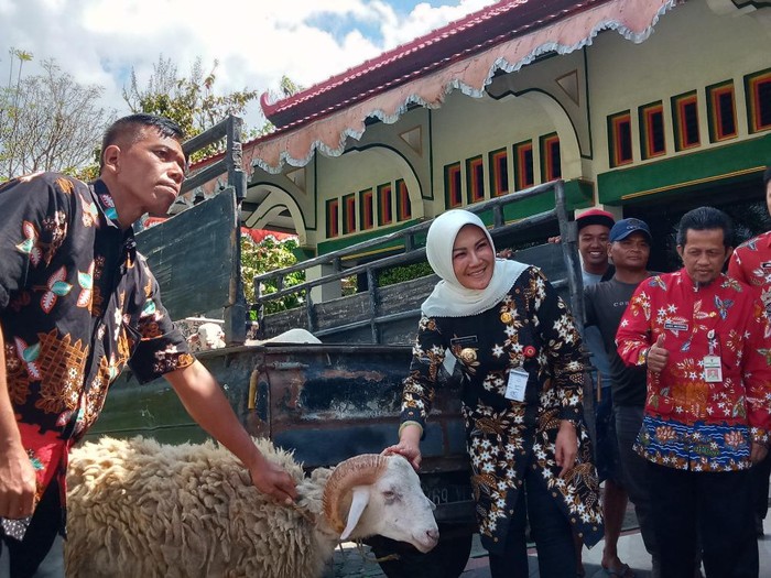 Pemkab Klaten salurkan 13 ekor sapi dan 42 ekor kambing untuk kurban.